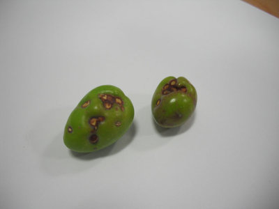 Oliva3R.jpg (53.74 KiB) Osservato 5962 volte Oliva3R.jpg