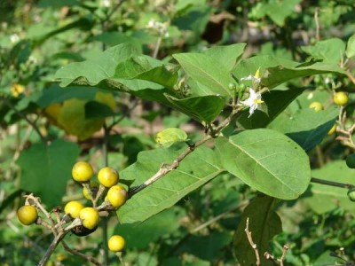 torvum 3.jpg (40.01 KiB) Osservato 1469 volte torvum 3.jpg