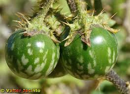 linneanum 2.jpg linneanum 2.jpg