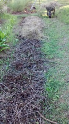in alto si vede dove ho iniziato a spargere l'erba secca / IMG_20171007_164836997.jpg IMG_20171007_164836997.jpg