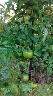 pomodori / IMG_20171007_174955690.jpg IMG_20171007_174955690.jpg