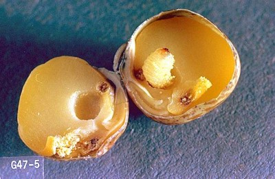 Bruchus pisorum.jpg (40.5 KiB) Osservato 3977 volte Bruchus pisorum.jpg