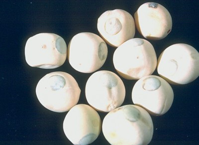 tonchio - loggia con opercolo.jpg (40.43 KiB) Osservato 3977 volte tonchio - loggia con opercolo.jpg