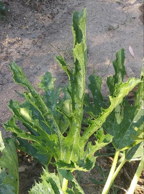 20180803_091335-1.jpg (185.76 KiB) Osservato 458 volte 20180803_091335-1.jpg