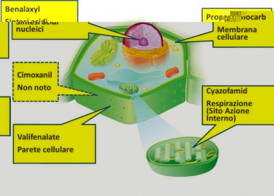 MOA antiperonosporici.jpg (68.96 KiB) Osservato 823 volte MOA antiperonosporici.jpg