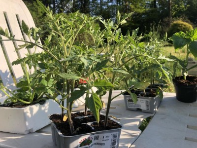 636843C1-F545-4A50-9938-16A3B7768811.jpeg (142.06 KiB) Osservato 774 volte 636843C1-F545-4A50-9938-16A3B7768811.jpeg