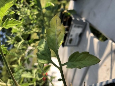 3EC6919B-6B77-420A-BE32-3D4B9BB16CA0.jpeg (73.01 KiB) Osservato 666 volte 3EC6919B-6B77-420A-BE32-3D4B9BB16CA0.jpeg