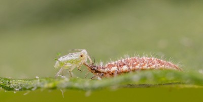 crisoperla.jpg (81.2 KiB) Osservato 385 volte crisoperla.jpg