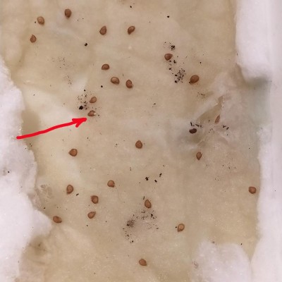 4.JPG (74.18 KiB) Osservato 1040 volte 4.JPG