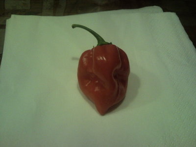Habanero red.jpg (164.24 KiB) Osservato 768 volte Habanero red.jpg