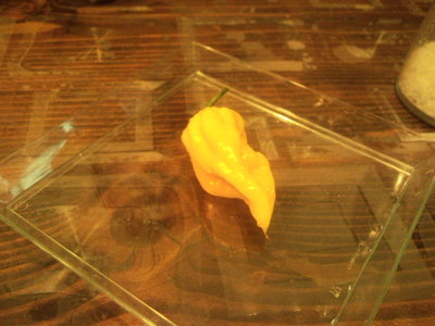 Fatalii.jpg (219.66 KiB) Osservato 768 volte Fatalii.jpg