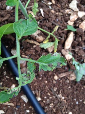 photo1.jpg (67.95 KiB) Osservato 841 volte photo1.jpg