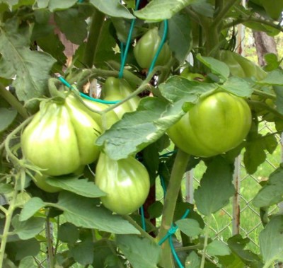 9.JPG (58.21 KiB) Osservato 1897 volte 9.JPG