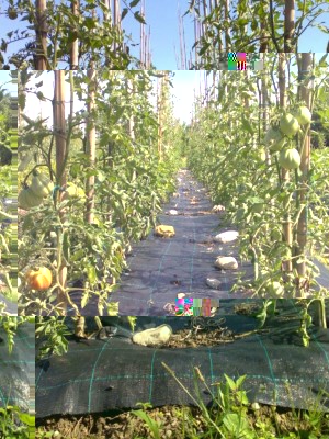 3.JPG (130.15 KiB) Osservato 1897 volte 3.JPG