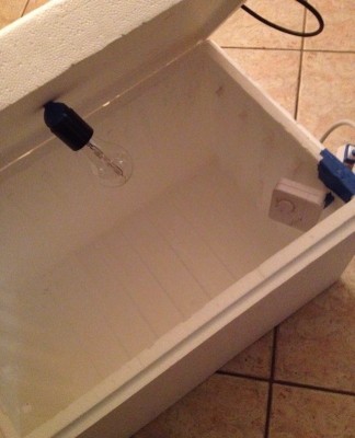 10409480_10205551580223095_6668371348140677809_n.jpg (152.01 KiB) Osservato 1352 volte 10409480_10205551580223095_6668371348140677809_n.jpg