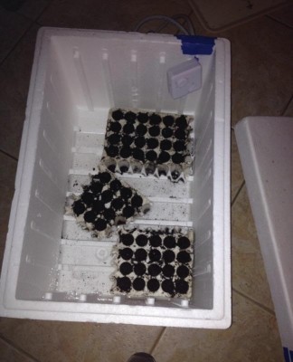 11296_10205551580623105_8739315428915370454_n.jpg (100.95 KiB) Osservato 1352 volte 11296_10205551580623105_8739315428915370454_n.jpg