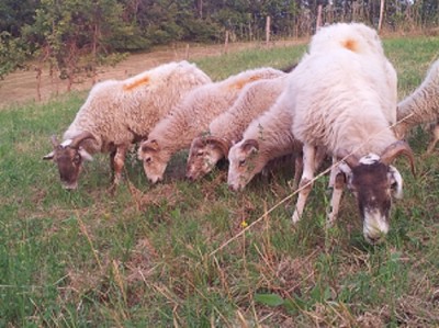 20150701_204117mmmm.jpg (139.36 KiB) Osservato 2746 volte 20150701_204117mmmm.jpg