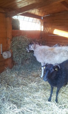 hhhhhhhhhhhhhh.jpg (158.34 KiB) Osservato 2667 volte hhhhhhhhhhhhhh.jpg