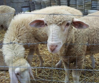 20140904_115415-1.jpg (58.65 KiB) Osservato 882 volte 20140904_115415-1.jpg