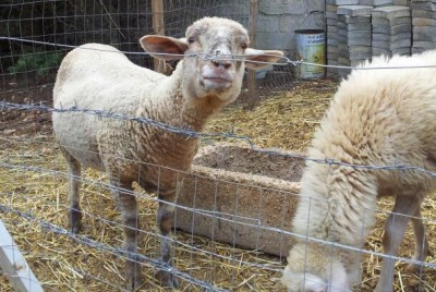 20140904_115419-1.jpg (68.81 KiB) Osservato 882 volte 20140904_115419-1.jpg