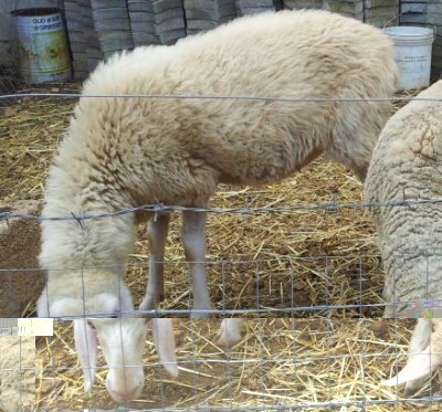 20140904_115357-1.jpg (51.16 KiB) Osservato 879 volte 20140904_115357-1.jpg