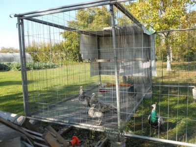 DSCN3190 (Medium).JPG (167.12 KiB) Osservato 3864 volte DSCN3190 (Medium).JPG