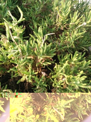 IMG_20150603_073911.jpg (172.12 KiB) Osservato 2090 volte IMG_20150603_073911.jpg