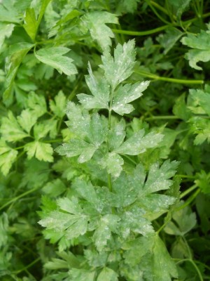 DSCN1869.JPG (175.94 KiB) Osservato 1513 volte DSCN1869.JPG