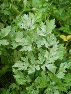 DSCN1870.JPG (170.91 KiB) Osservato 1513 volte DSCN1870.JPG