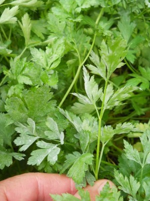 pagina inferiore della foglia / DSCN1873.JPG DSCN1873.JPG