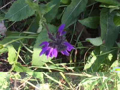 IMG_0933.JPG (173.54 KiB) Osservato 1564 volte IMG_0933.JPG