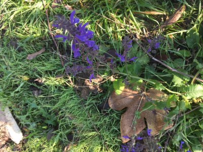 IMG_0936.JPG (141.71 KiB) Osservato 1564 volte IMG_0936.JPG