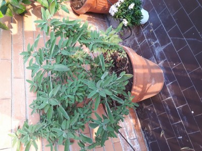 Questa è la mia salvia / 20180530_194600.jpg 20180530_194600.jpg