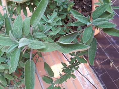 20180530_194618.jpg (126.16 KiB) Osservato 1062 volte 20180530_194618.jpg