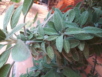 Particolare delle macchioline gialle / 20180530_194628.jpg 20180530_194628.jpg