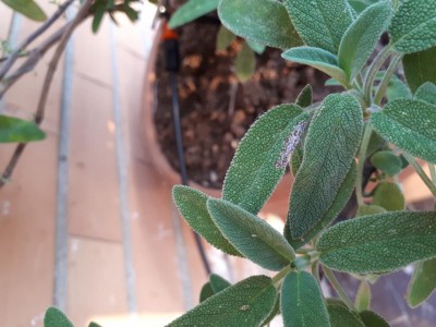 20180530_194709.jpg (91.3 KiB) Osservato 1062 volte 20180530_194709.jpg