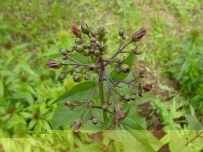 fioresconosciuto.jpg (147.7 KiB) Osservato 1117 volte fioresconosciuto.jpg