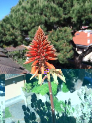 10277431_427506377393628_941387020838971749_n.jpg (211.19 KiB) Osservato 770 volte 10277431_427506377393628_941387020838971749_n.jpg