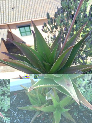 10168175_427506294060303_3669972922606905226_n.jpg (249.52 KiB) Osservato 770 volte 10168175_427506294060303_3669972922606905226_n.jpg