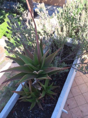 1912509_427506460726953_4561302970919020923_n.jpg (280.28 KiB) Osservato 770 volte 1912509_427506460726953_4561302970919020923_n.jpg