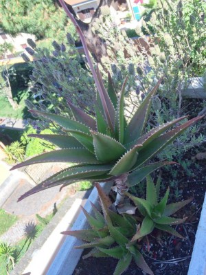 10262072_427506300726969_3754218479736646465_n.jpg (293.02 KiB) Osservato 770 volte 10262072_427506300726969_3754218479736646465_n.jpg