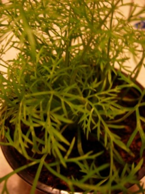 DSCN0230.jpg (73.25 KiB) Osservato 796 volte DSCN0230.jpg