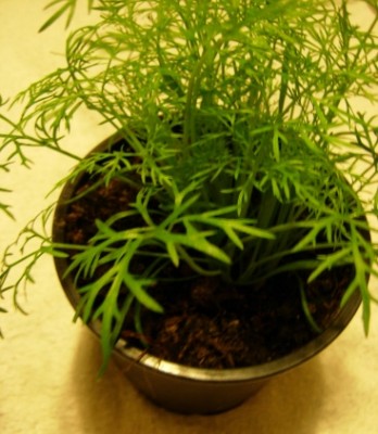 DSCN0231.jpg (68.57 KiB) Osservato 796 volte DSCN0231.jpg