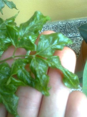 Immag0108.jpg (20.26 KiB) Osservato 955 volte Immag0108.jpg