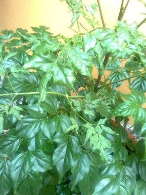 Immag0109.jpg (30.95 KiB) Osservato 955 volte Immag0109.jpg