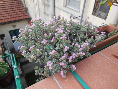 DSCN2704.JPG (142.62 KiB) Osservato 627 volte DSCN2704.JPG