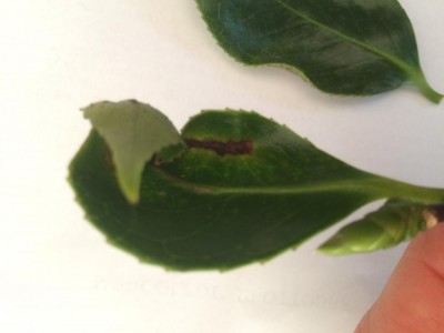 IMG_4141.JPG (37.01 KiB) Osservato 644 volte IMG_4141.JPG