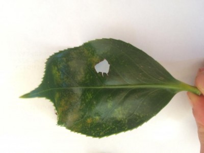 IMG_4140.JPG (38.96 KiB) Osservato 644 volte IMG_4140.JPG