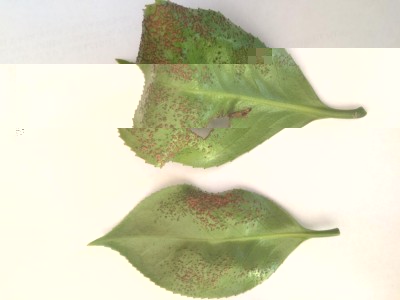 IMG_4138.JPG (53.46 KiB) Osservato 644 volte IMG_4138.JPG