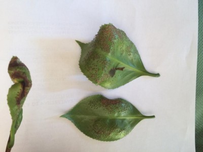 IMG_4139.JPG (51.58 KiB) Osservato 644 volte IMG_4139.JPG